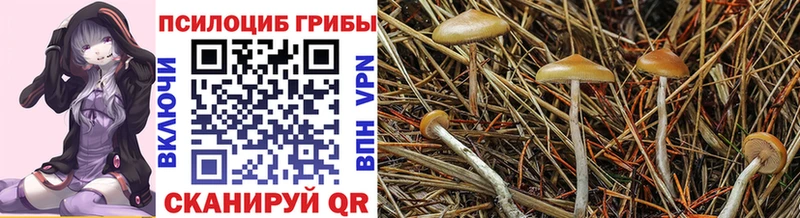 Псилоцибиновые грибы мицелий  продажа наркотиков  Гагарин 
